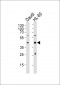 C109B Antibody (C-term)